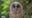 Controversial plan to kill thousands of owls along West Coast