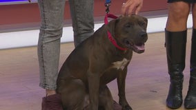 Adopt-A-Pet: Meet Fresno