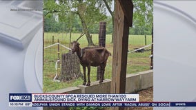 Bucks County SPCA rescue more than 100 sick farm animals