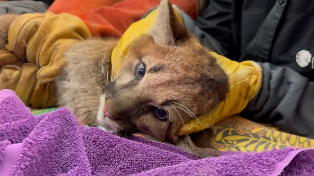 Rescued mountain lion cub paired with orphaned companion at Alabama zoo