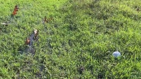 Dallas golf course dealing with flooding from leaks