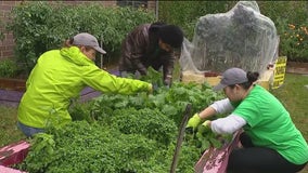 Chicago's Fall Harvest Fest brings fresh produce to South Side