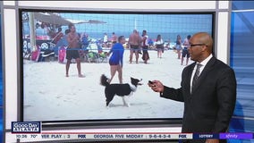 Brazilian dog becomes footvolley star