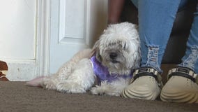 Police investigate after Warren woman's dog savagely attacked by neighbor's dog