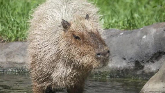 Brevard County zoo mourns loss of Calypso the capybara