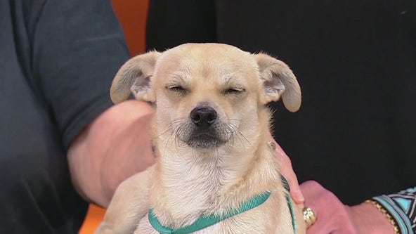 Meet Isaac: Our Pet of the Day