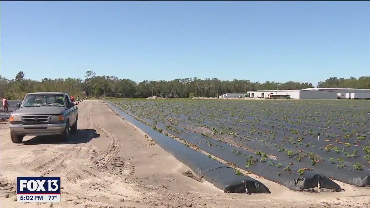 Helping Florida farmers, ranchers after hurricanes FOX 13 Tampa Bay