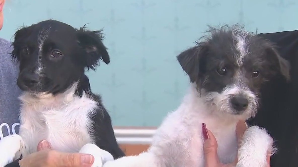 Amanda Foundation hosting open house for pet adoptions