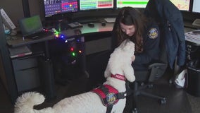 Therapy dog helps dispatchers during Mountain Fire