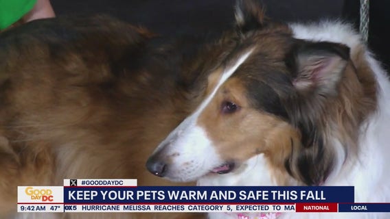 Keep your pets warm and safe this fall