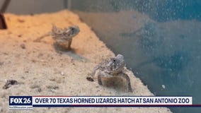 Texas-horned lizards and Quick Dam