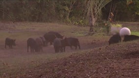 Wild hogs wreak havoc in Orlando neighborhood