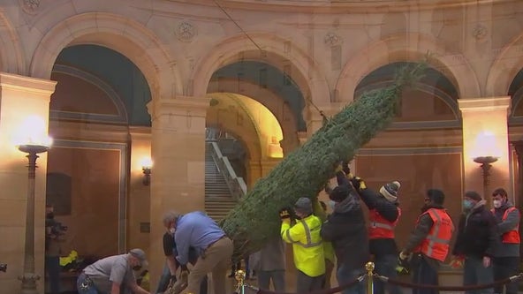 Crews unload MN Capitol Christmas tree