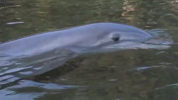 Diving into Discovery Cove