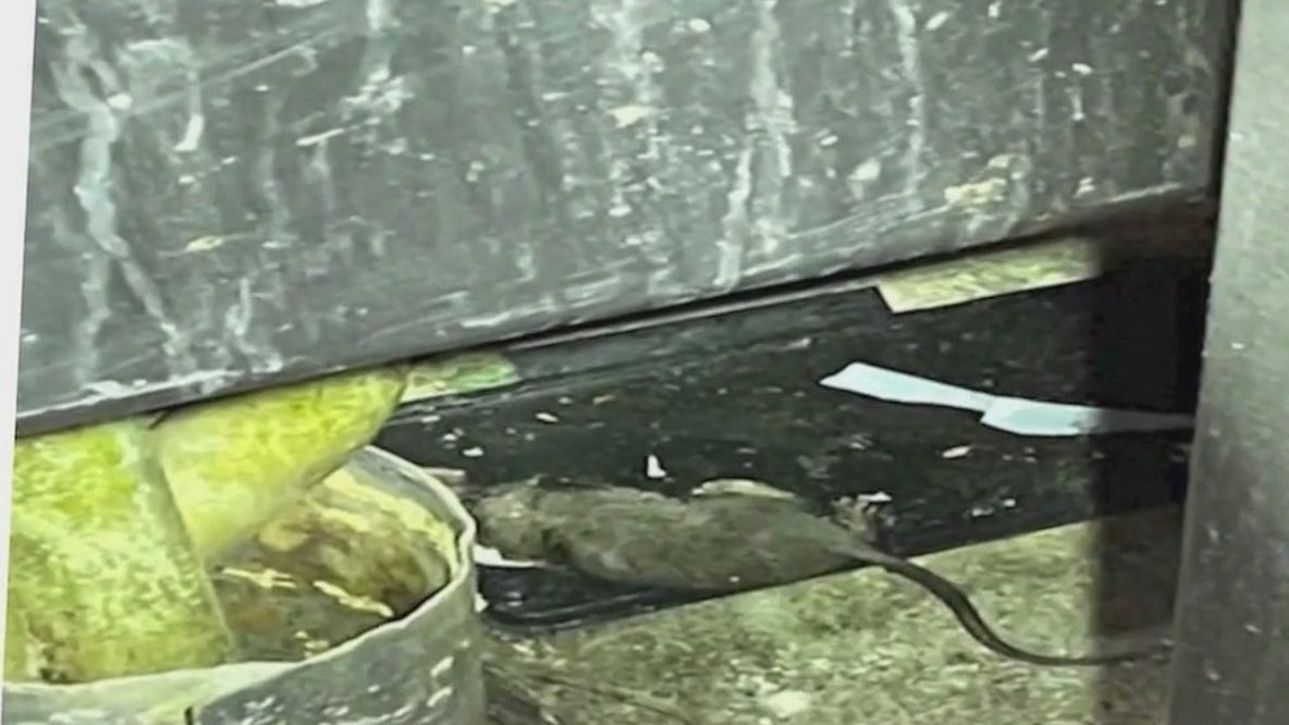 Popular NYC grocery store closes over rodent issues