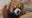 Red Panda-monium at Minnesota Zoo