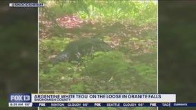 Missing pet tegu mistaken for alligator in Snohomish County