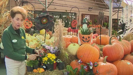 Pike Nurseries and spooky gardens