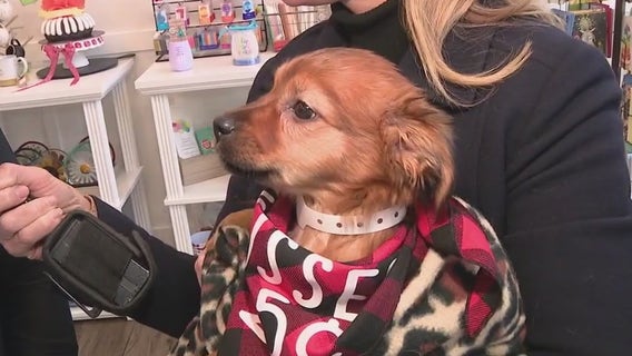 Nothing Bundt Cakes teams up with Arizona Humane