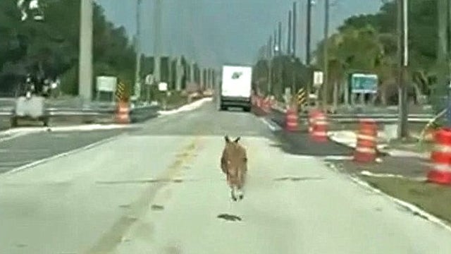 Kangaroo on the loose in Central Florida caught on camera