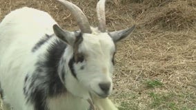 Gorzycki Middle School receives Bright Green Future grant