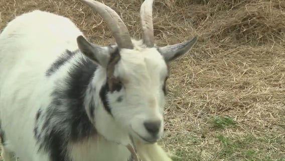 Gorzycki Middle School receives Bright Green Future grant