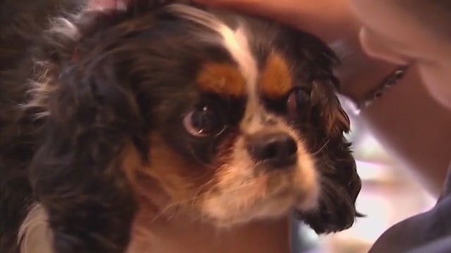 Can you claim pet expenses as tax deductions? And answers to other hot tax questions