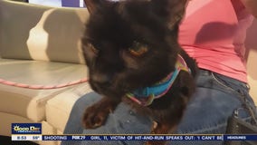 Rescue Me | Meet Marco