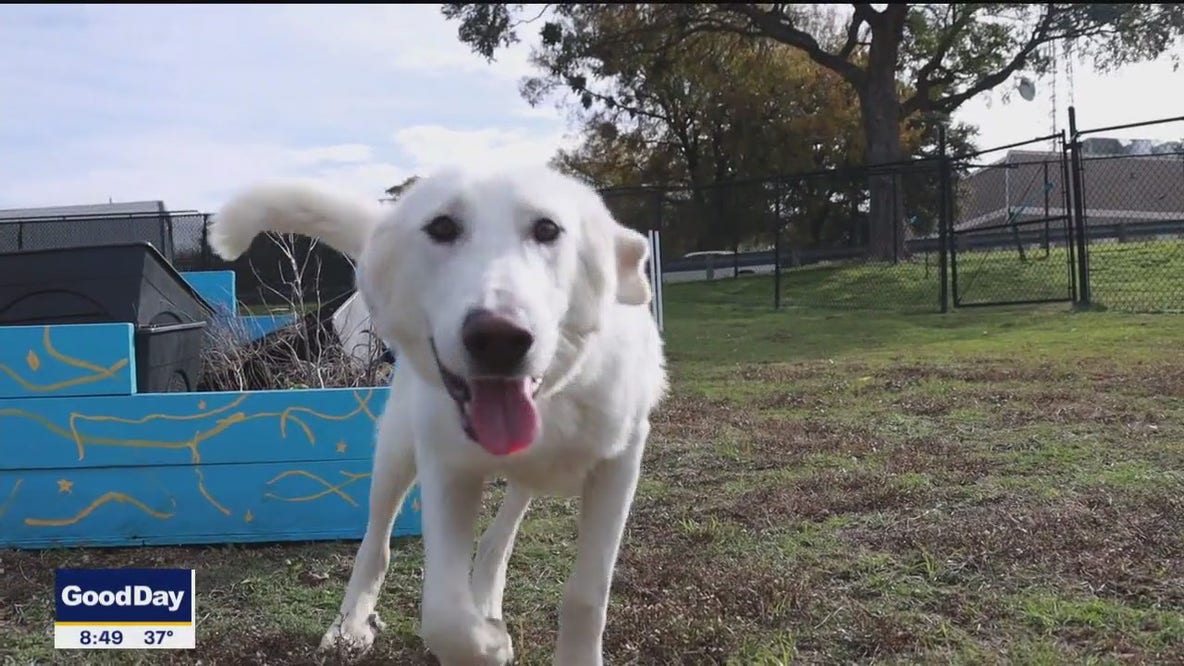 Dog of the Day: Jayden