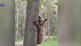 Tahoe bear shooting: Witnesses contradict homeowner's account of bear cub death