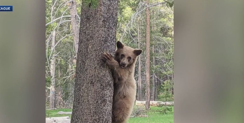 Tahoe bear shooting: Witnesses contradict homeowner's account of bear cub death