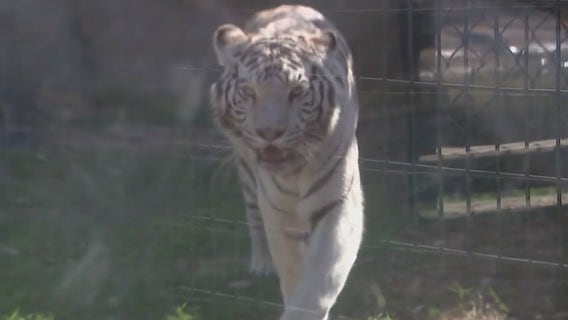 A look at Wildlife World Zoo's new Bengal tiger exhibit