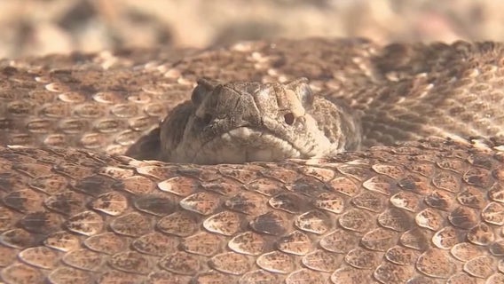 Banner Health sees 1st rattlesnake bite of '25