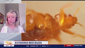 How to avoid bed bugs while traveling this summer