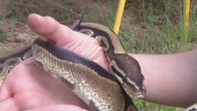 Meet William Snakespeare the Houston Zoo's ball python