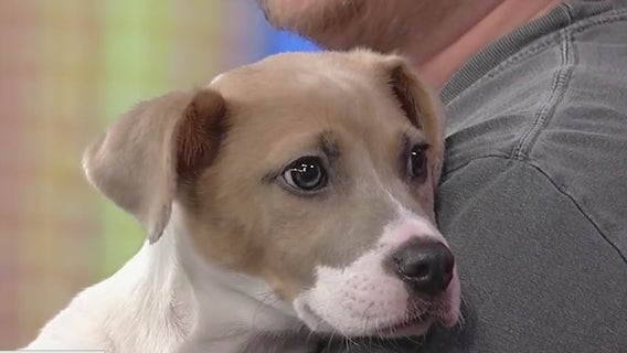 Good Day Atlanta's Pet of the Day: Tilly