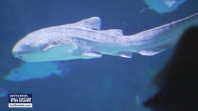 Seattle Aquarium helps ‘Reshark the Ocean’ with global rescue effort