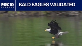 Bald eagle officially becomes the national bird