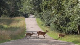 IDOT issues advice for motorists who encounter deer on the roads