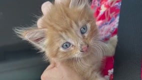 Woman finds kitten at Disney's Magic Kingdom