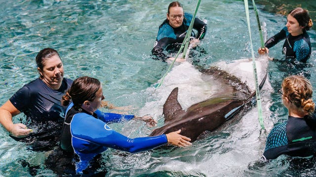 Clearwater Marine Aquarium rescues 4 rare rough-toothed dolphins