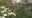 Summer rose care tips with Pike Nurseries