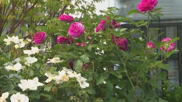 Summer rose care tips with Pike Nurseries