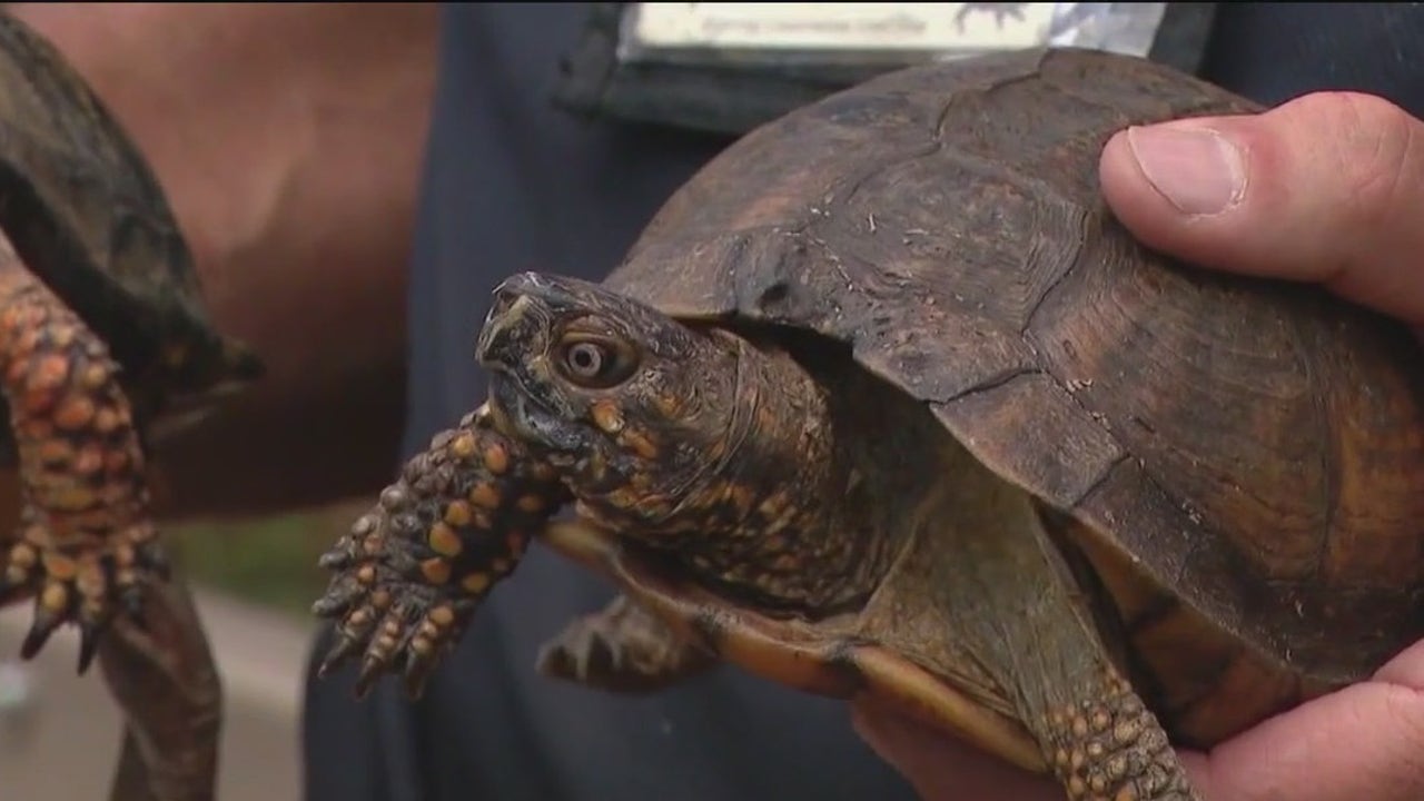 Turtles offer one shell of a good time at Brookfield Zoo Chicago | FOX ...