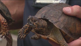 Turtles offer one shell of a good time at Brookfield Zoo Chicago