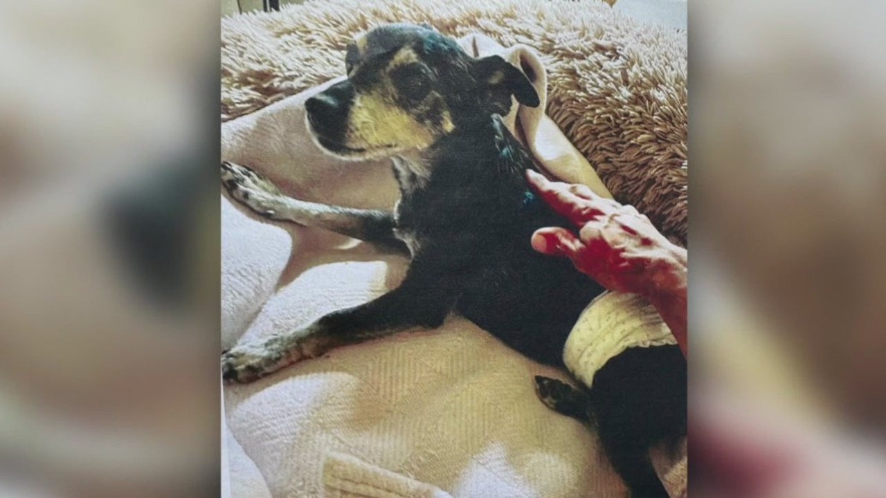 Man kills elderly man's dog in West Hollywood: LASD | FOX 11 Los Angeles