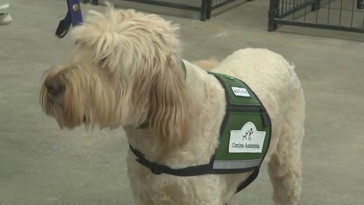 Metro Atlanta dogs helping predict seizures