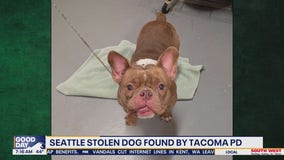 Stolen micro bully dog ‘Buddy’ found after months missing, reunited with family