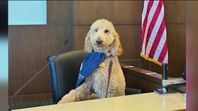 Illinois’ first courthouse comfort dog