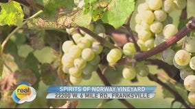 Harvesting at Spirits of Norway Vineyard